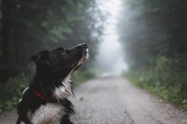 photo of a black and white dog on a forest path sniffing the air