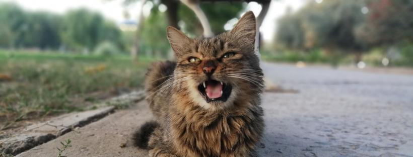 Photo of a brown mangy cat meowing and sitting under a park bench