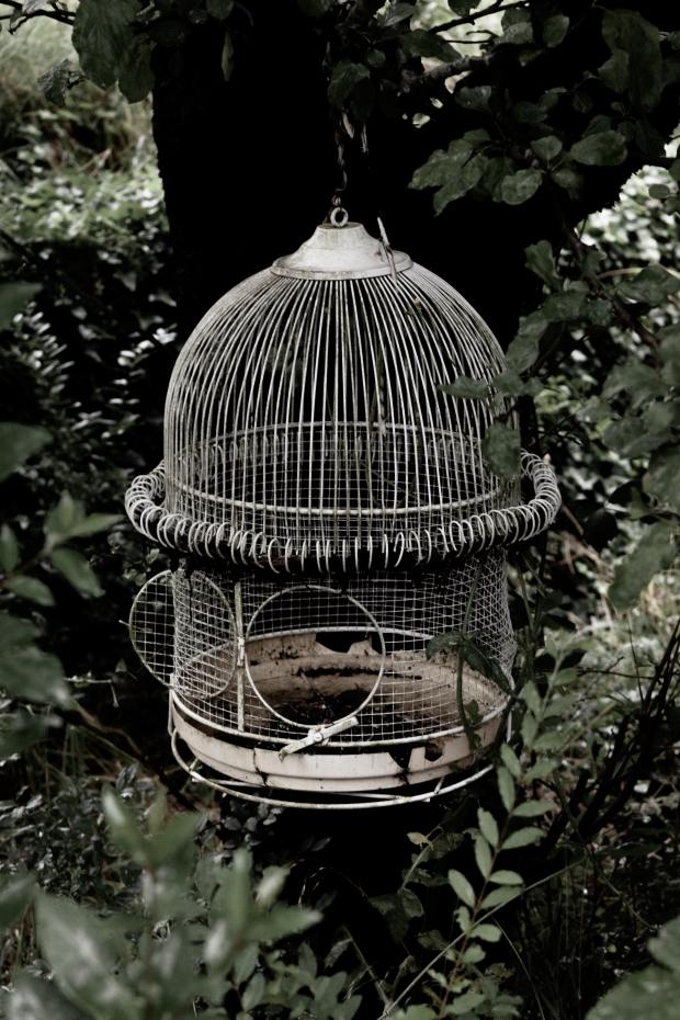 Photo of a white old bird cage amidst light green tree foliage