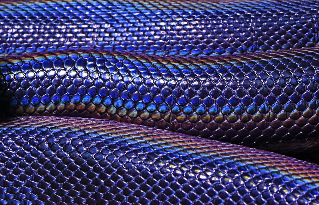 Closeup photo of the iridescent rainbow scales of a water python (or perhaps in our case, a dragon).