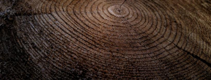 Photo of the brown circles of an old tree stump