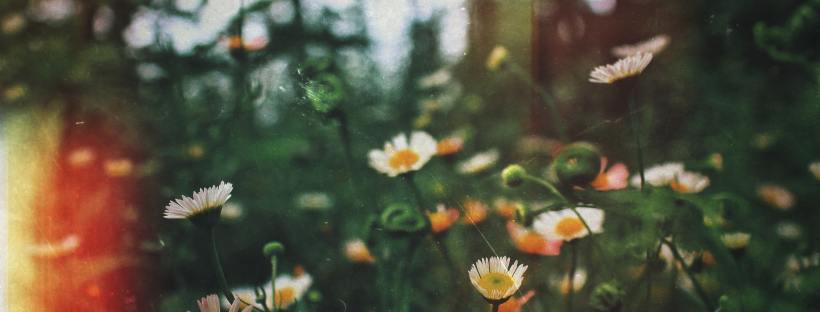 Photo of white spring flowers and green stalks in a field with a lens flare on the left hand side