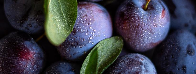 Close-up photo of purple plums and their green leaves