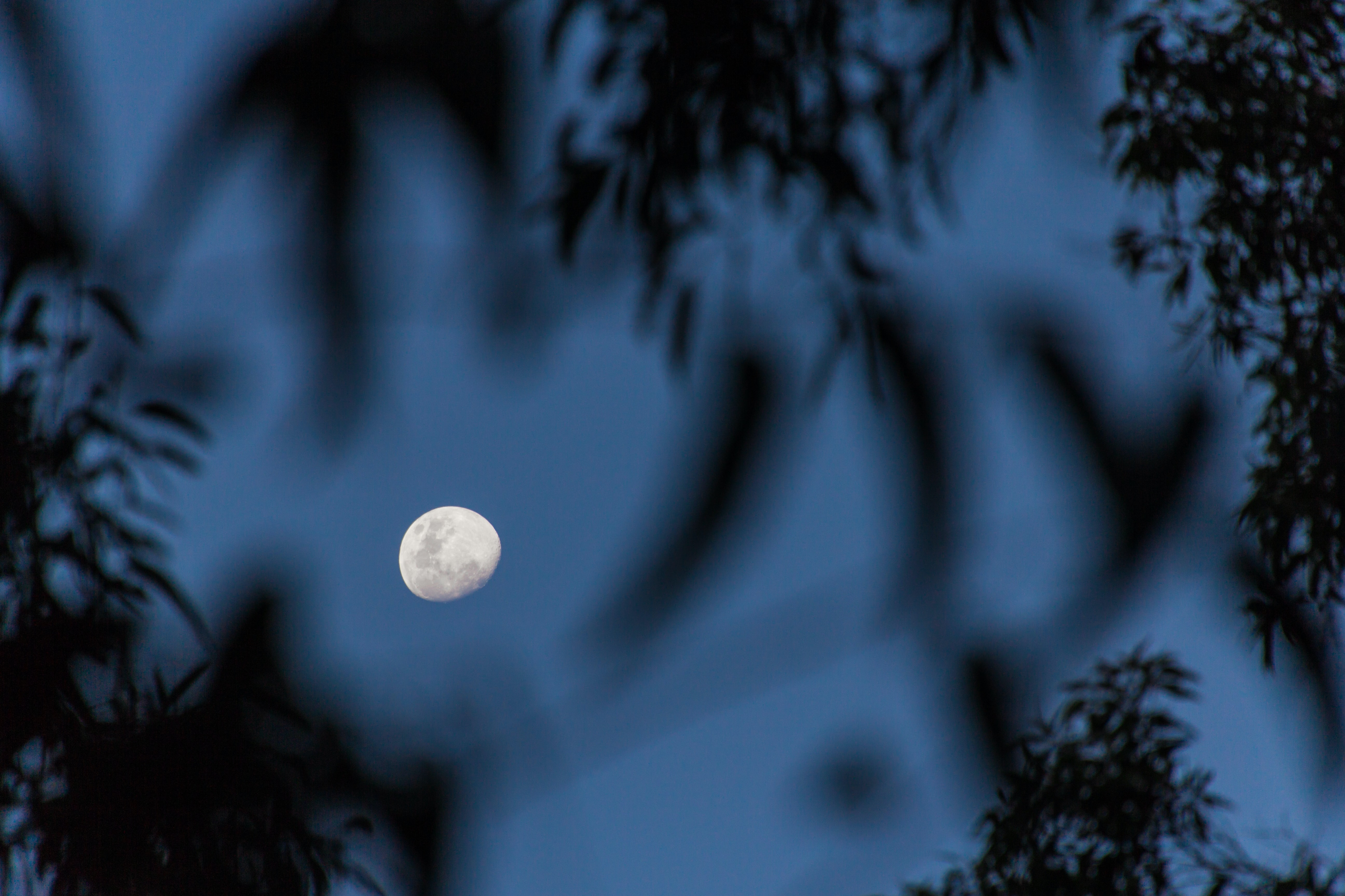 Photo of a moon in early evening dark blue sky, with tree leaves and branches in front of the camera, shading the view
