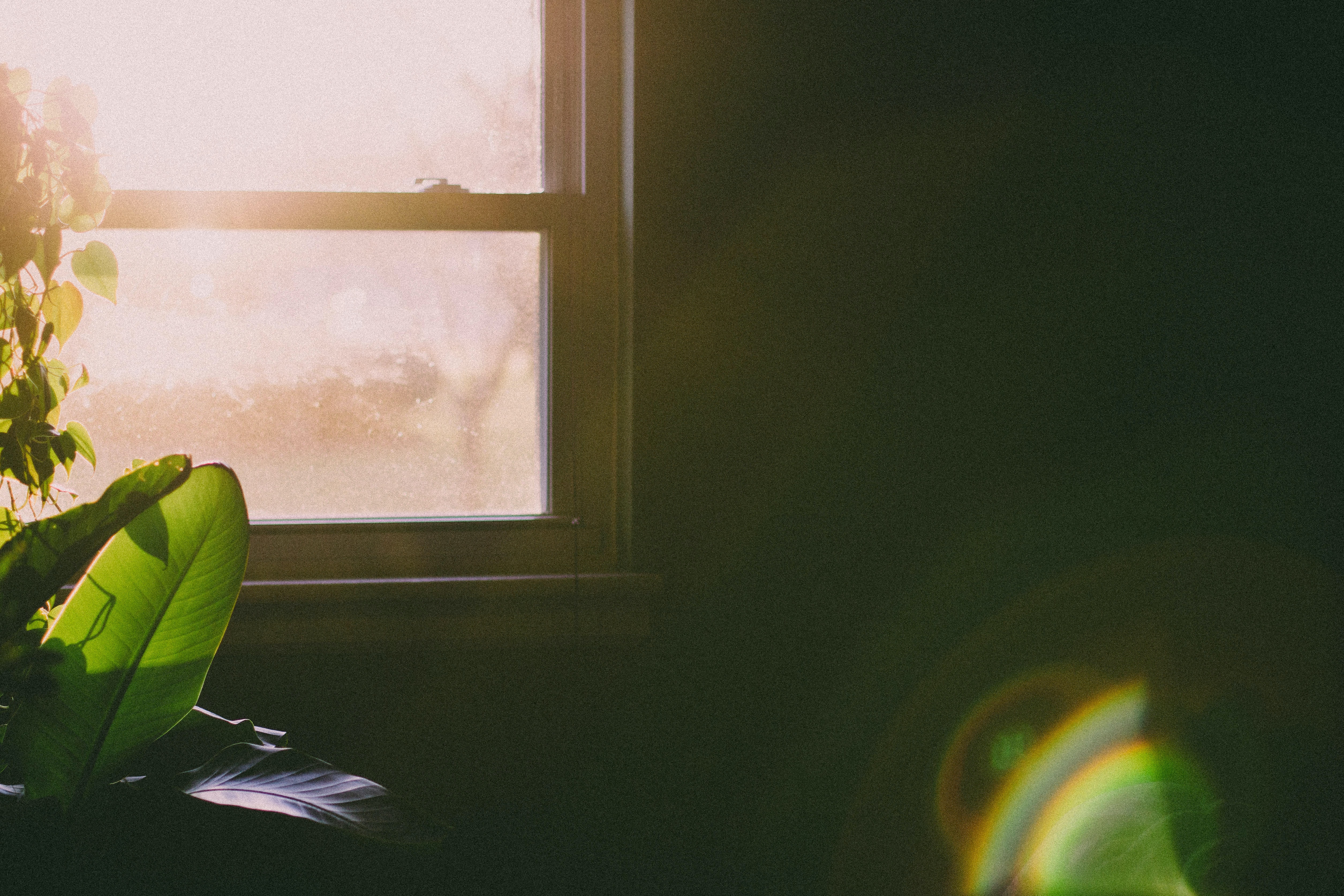 Photo of a window with sun shining through onto plants in an otherwise mostly darkened room.