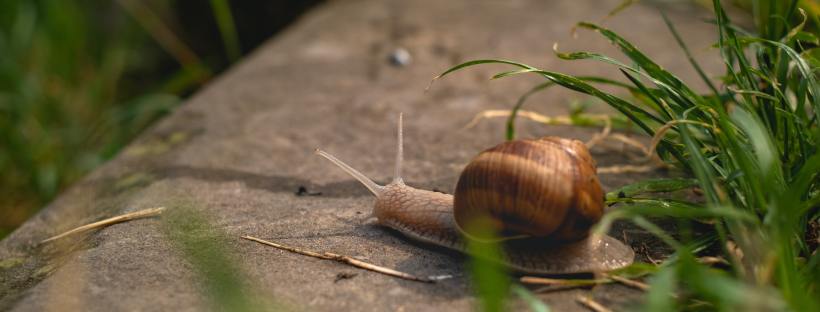 Photo of a brown snail on concrete next to green grass
