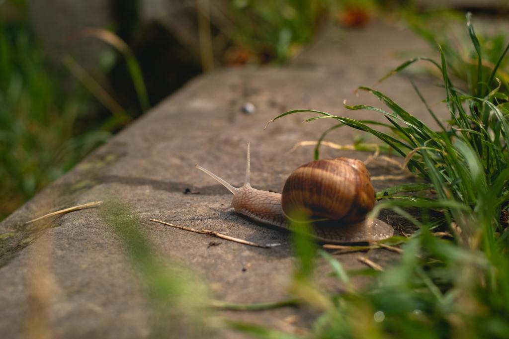 Photo of a brown snail on concrete next to green grass
