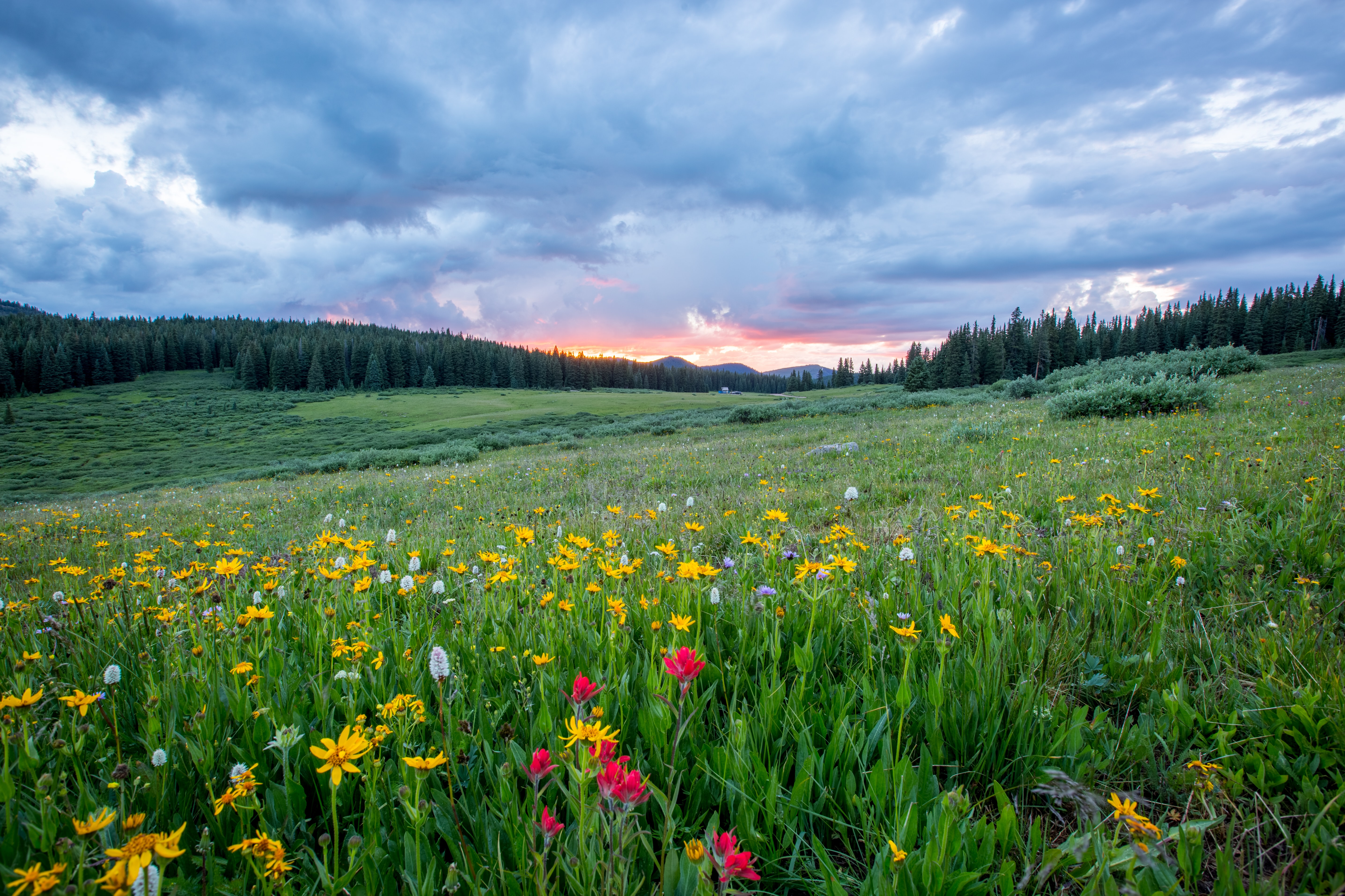 Photo of wildflowers and green grass with a blue horizon.