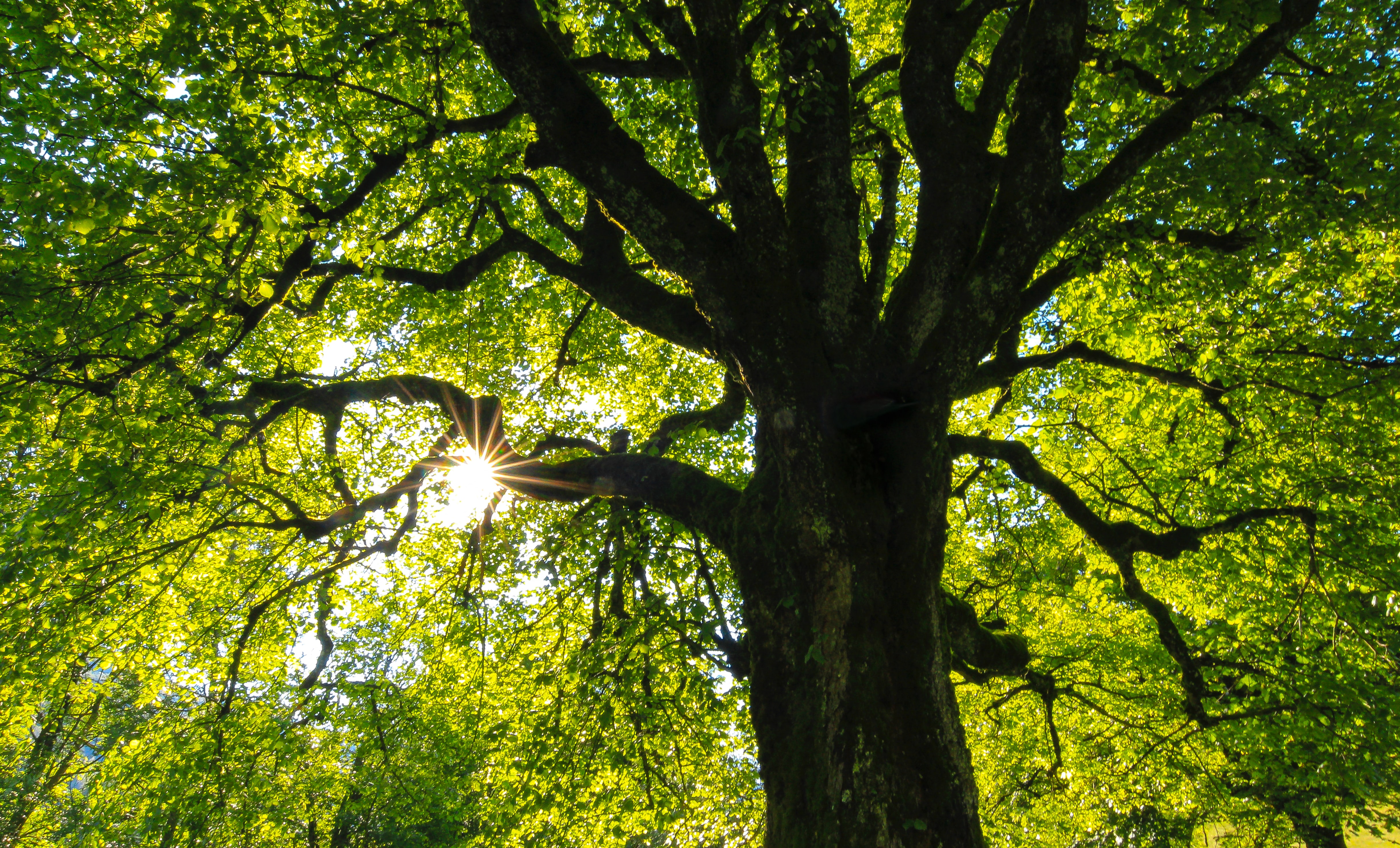 Photo of a tree with the sun peaking through green foliage.