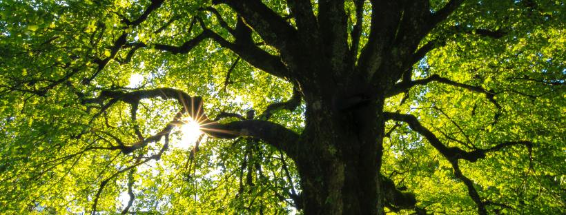 Photo of a tree with the sun peaking through green foliage.