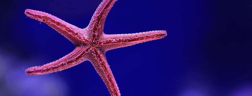 Photo of a pink starfish in dark blue water.
