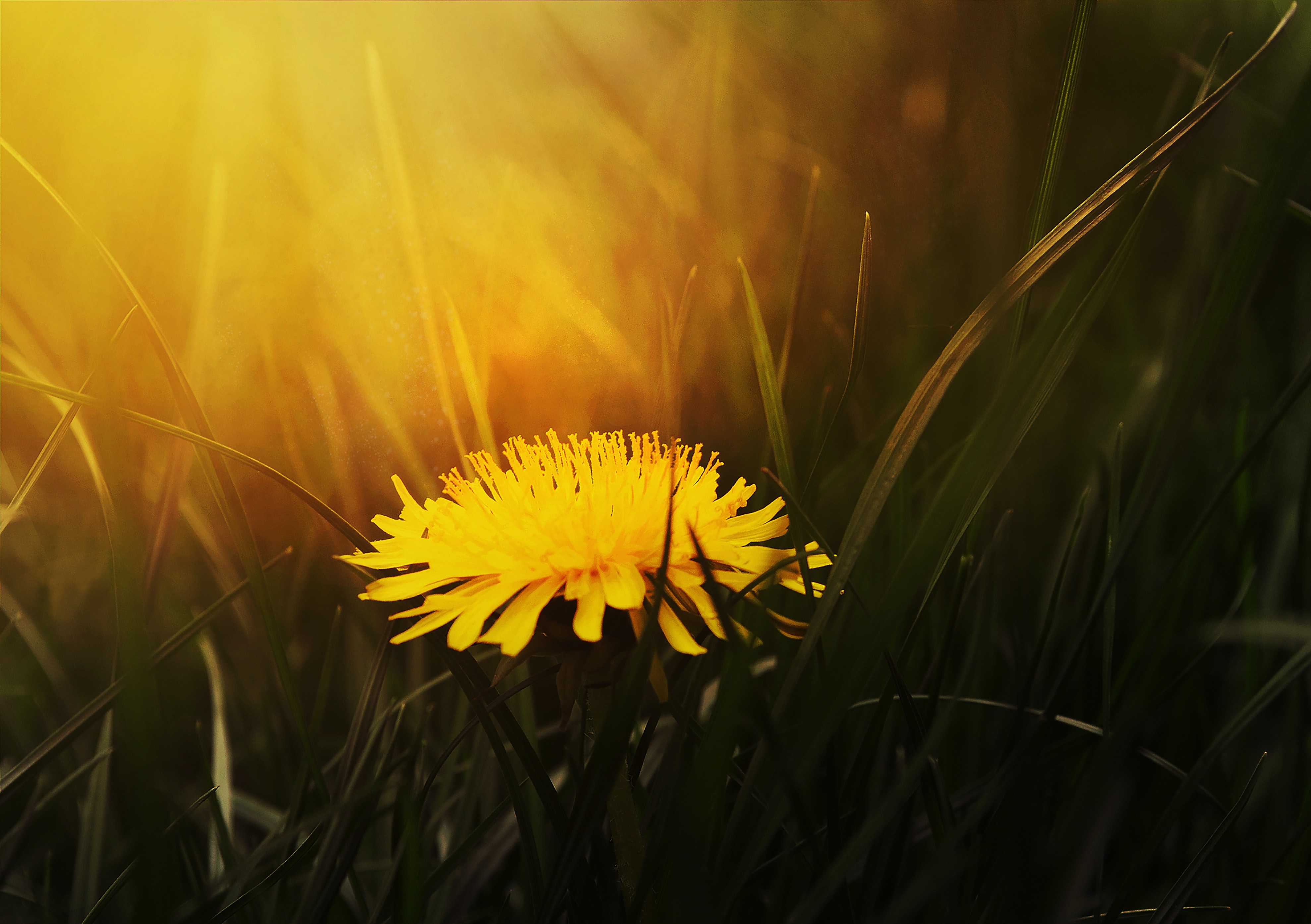 Photo of a yellow dandelion in the sunshine.
