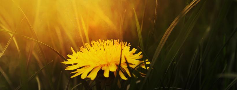 Photo of a yellow dandelion in the sunshine.