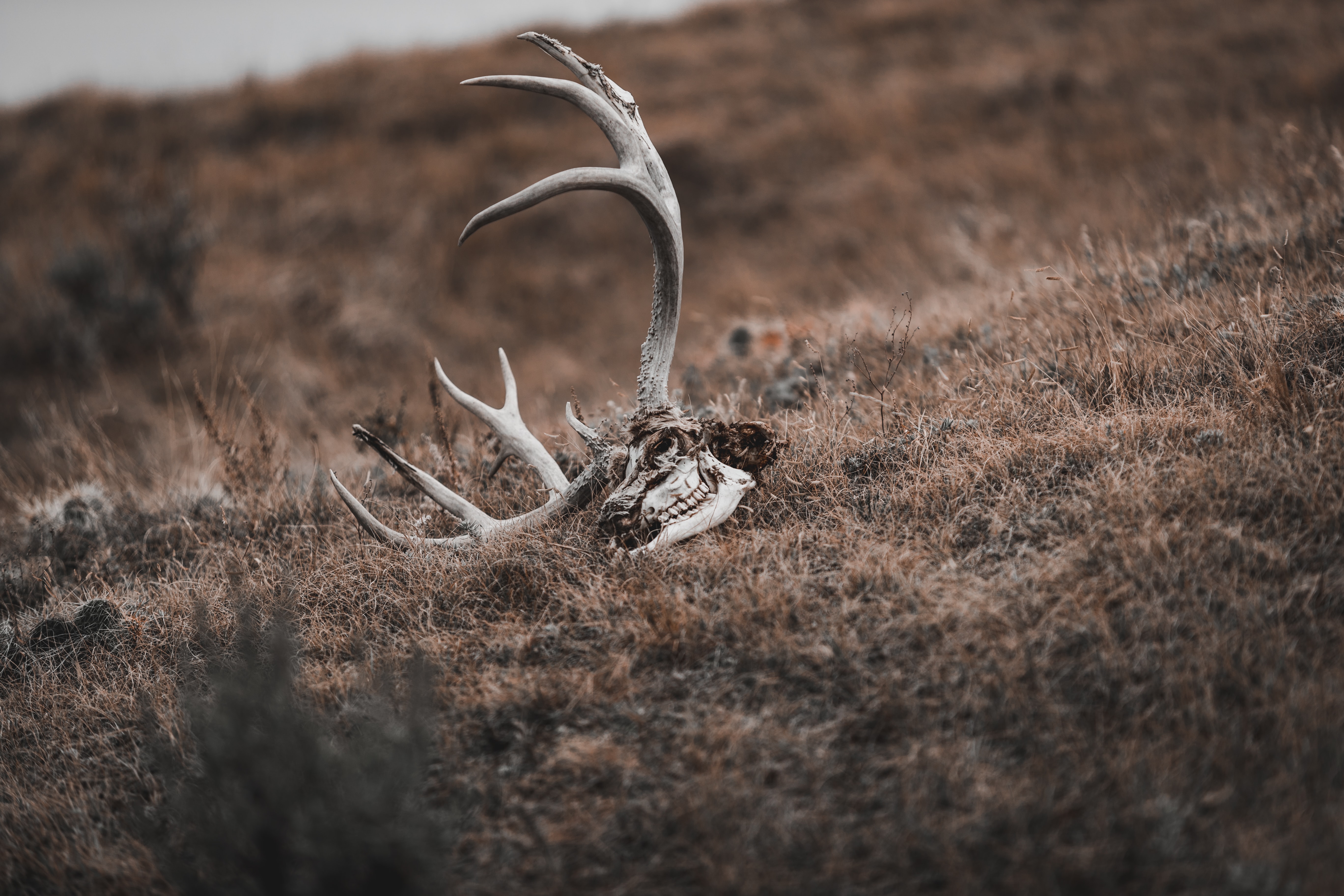 Photo of a dear skull with antlers in a dry field/prairie.