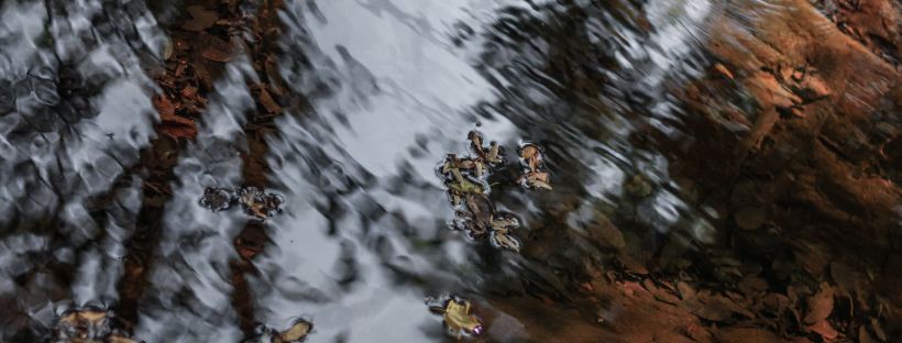Photo of rippled water with reflections and leaves sitting on the surface.