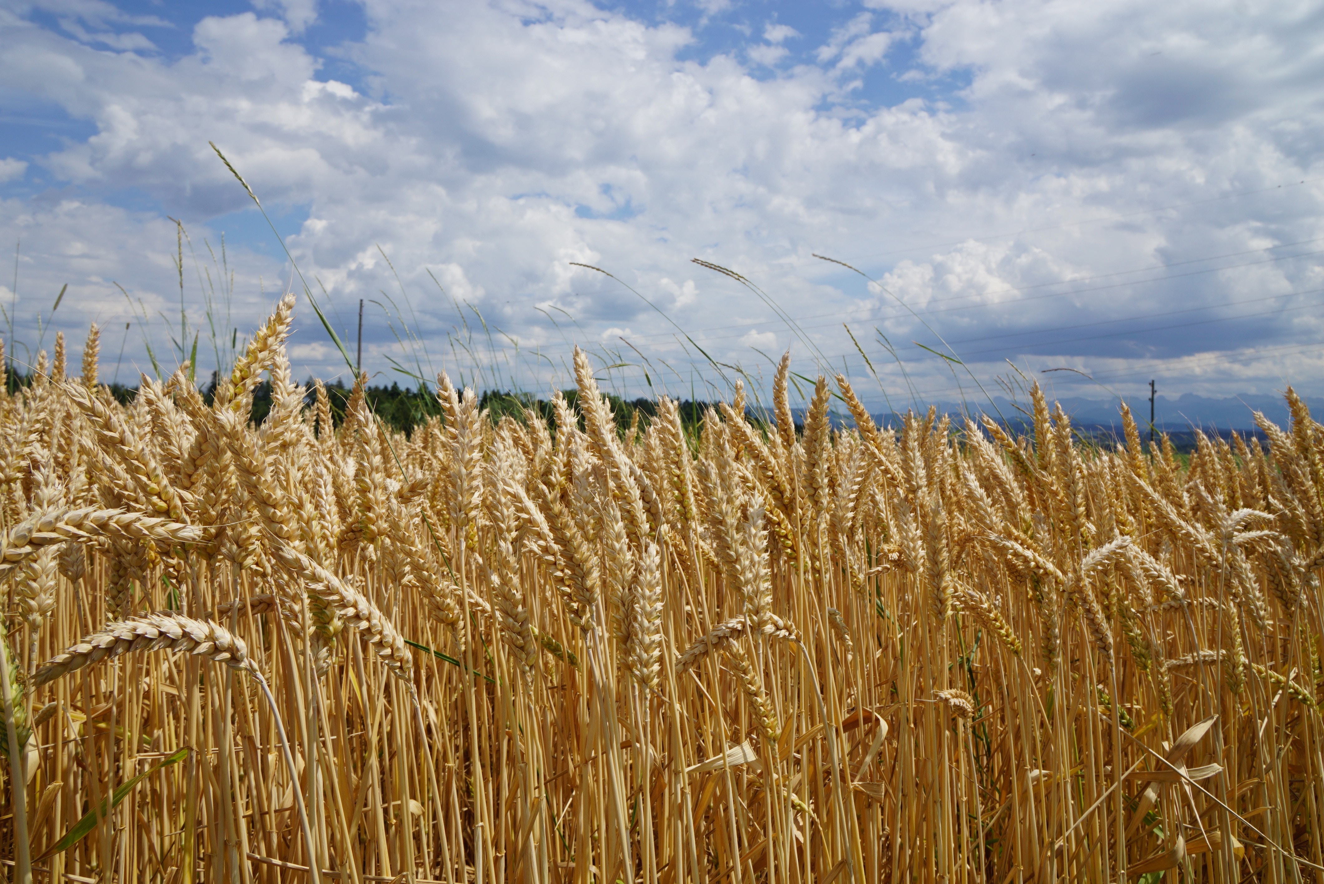 Photo of a wheat field and a blue sky with white clouds
