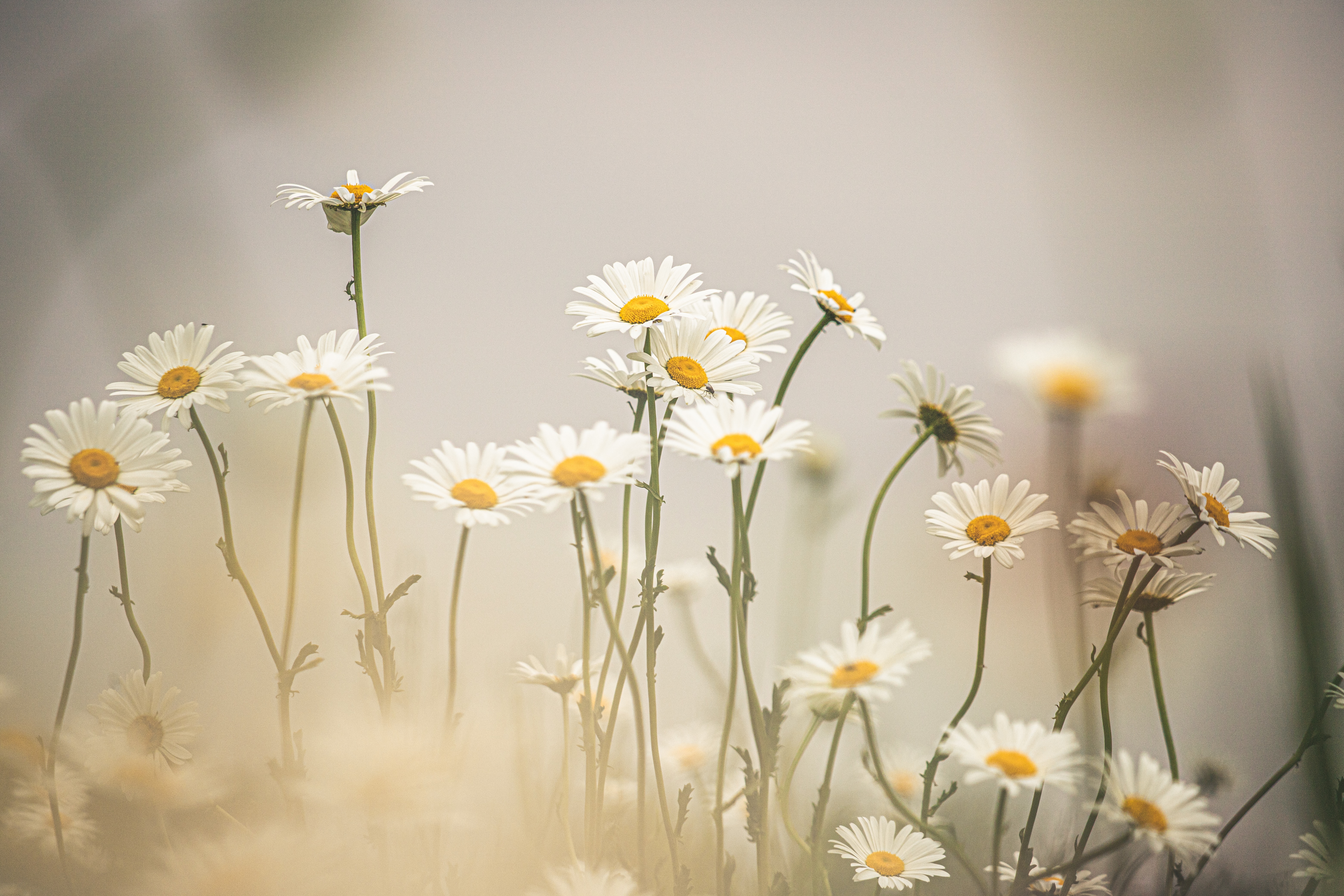 Photo of many daisies with white petals, yellow centres and green stalks