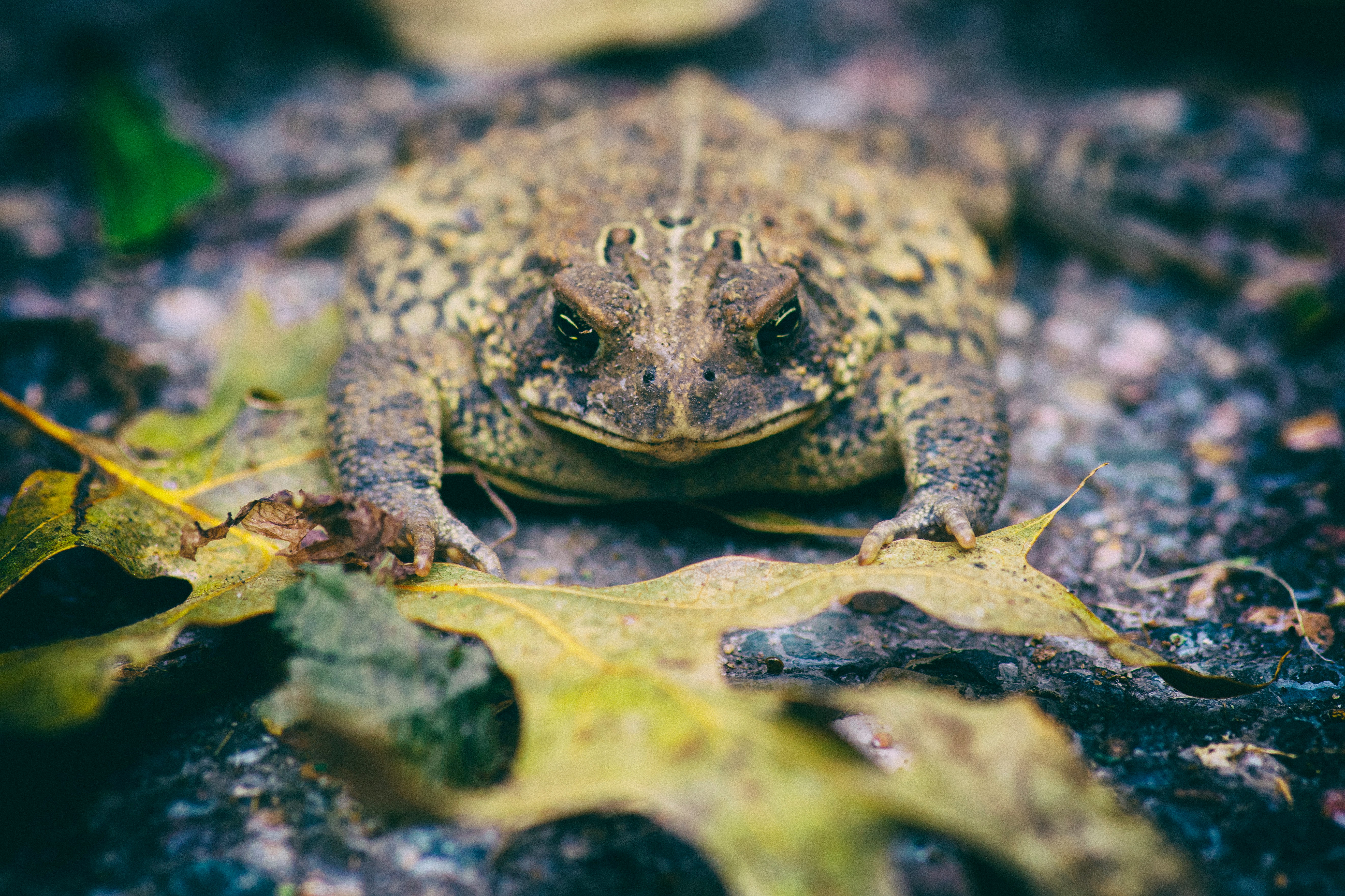 Photo of a green and brown toad laying down flat with green leaves in front of them.