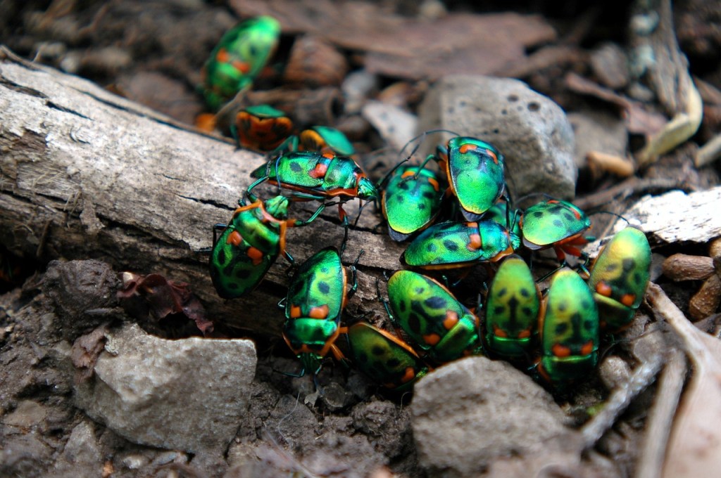A close-up of a group of colourful, iridescent Christmas beetles with green and black spotted patterns and orange accents on their bodies. The beetles are gathered on a piece of wood amidst rocks and soil.