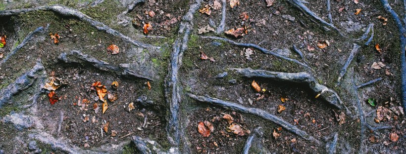 Photo of exposed tree roots sprawling across the forest floor, covered with patches of moss and scattered fallen autumn leaves.