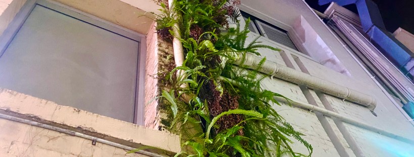 Photo of a beige brick building at night at a low view angle, with a vertical cluster of green ferns growing along a white PVC pipe attached to the wall. The building has a large window with a reflective surface, and various pipes run along the exterior.