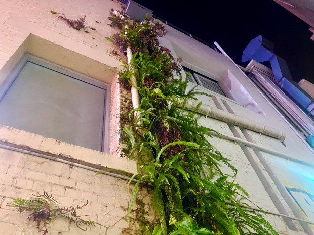 Photo of a beige brick building at night at a low view angle, with a vertical cluster of green ferns growing along a white PVC pipe attached to the wall. The building has a large window with a reflective surface, and various pipes run along the exterior.