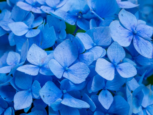 Close up photo of blue hydrangea flowers.