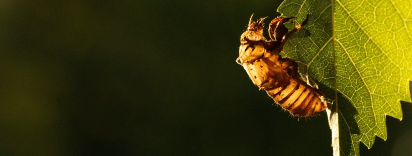 Photo of a cicada shell attached to the leaf of a tree.