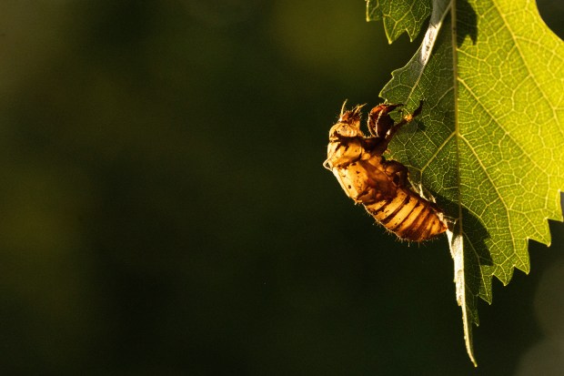 Photo of a cicada shell attached to the leaf of a tree.