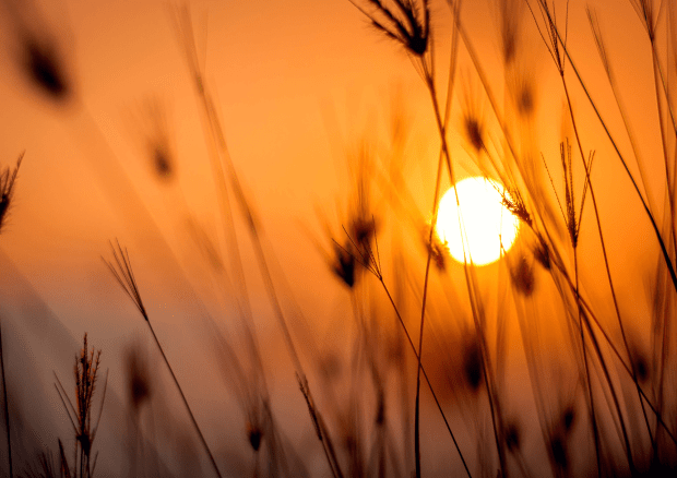 Photo of a glowing orange sunset witnessed through the tall stalks of tufted grass.