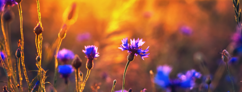 Photo of blue cornflowers in a sunny field.
