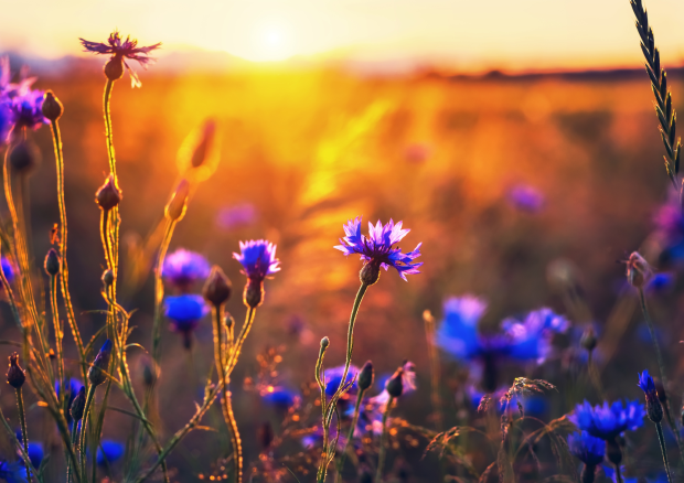 Photo of blue cornflowers in a sunny field.