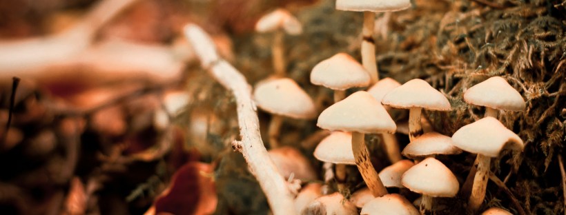 Photo of pale mushrooms growing on mossy ground