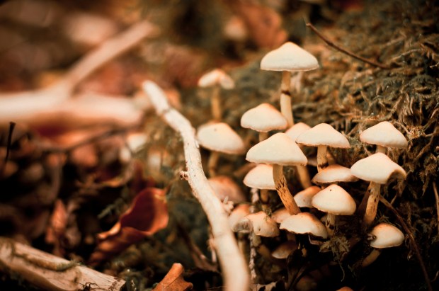 Photo of pale mushrooms growing on mossy ground