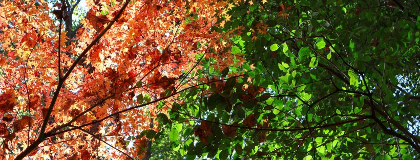 Photo of a tree canopy with red-orange leaves on one side and a tree with green leaves on the other side.
