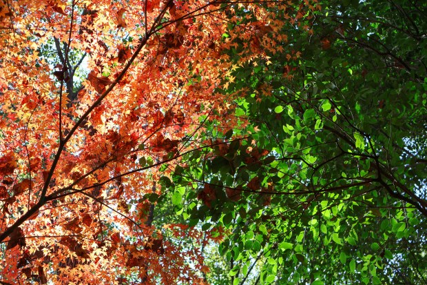 Photo of a tree canopy  with red-orange leaves on one side and a tree with green leaves on the other side.