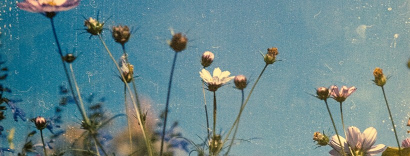 Grainy analogue photo of pink and white flowers with green stems, a clear blue sky behind them.
