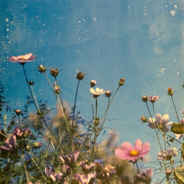 Grainy analogue photo of pink and white flowers with green stems, a clear blue sky behind them.