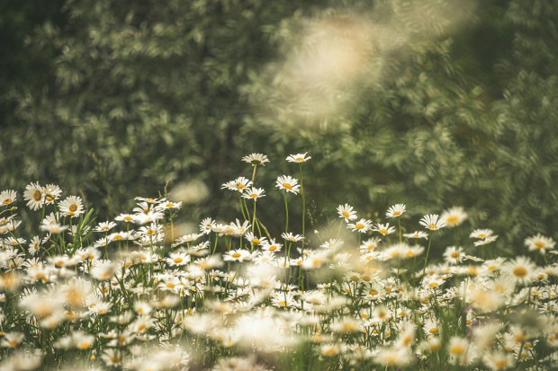 Photo of white daisies in a field with the sun glinting behind them.