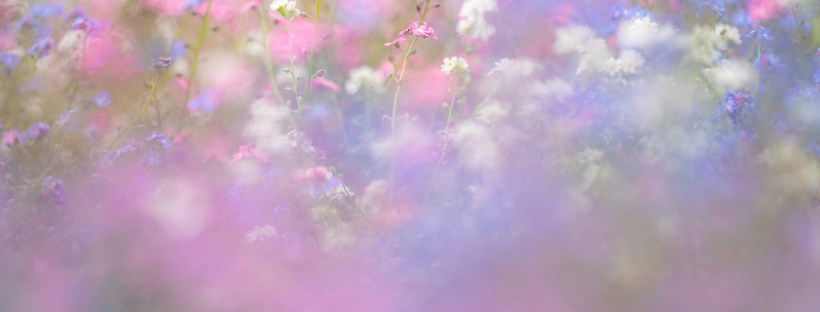 Blury photo of a colourful mix of blue, white & pink forget-me-not flowers.