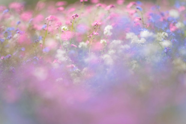 Blurry photo of a colourful mix of blue, white & pink forget-me-not flowers.